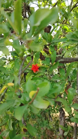 #عفرين #طبيعة_عفرين #afrin#داف_زرنا #efrin#efrin💚❤💛