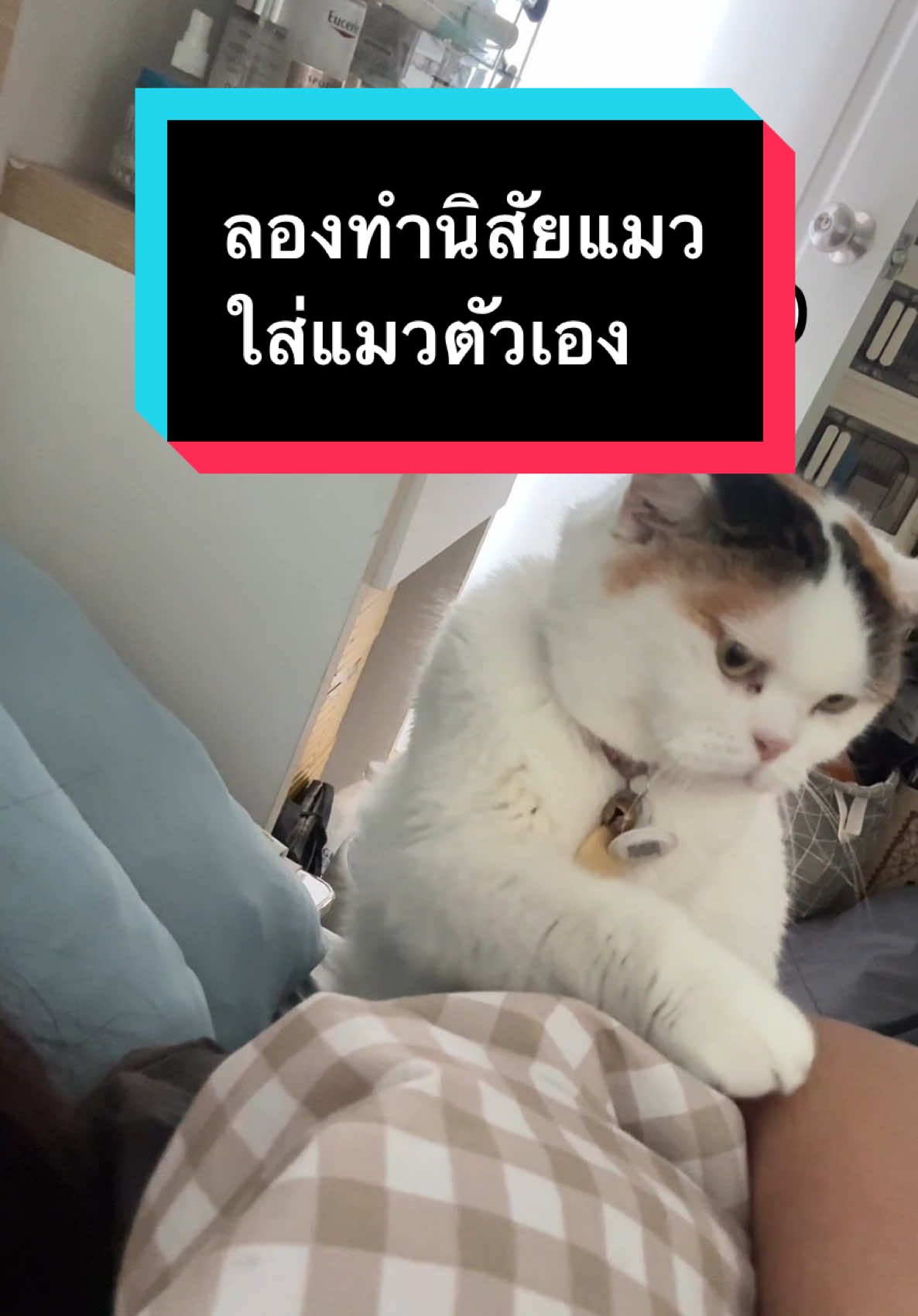 เอาคืนไอ้พวกแมวที่ชอบปลุกแม่ #มูมินแมวเหนียง #แมวน่ารัก #แมวอ้วน #สวนสัตว์tiktok #cat #catsoftiktok 