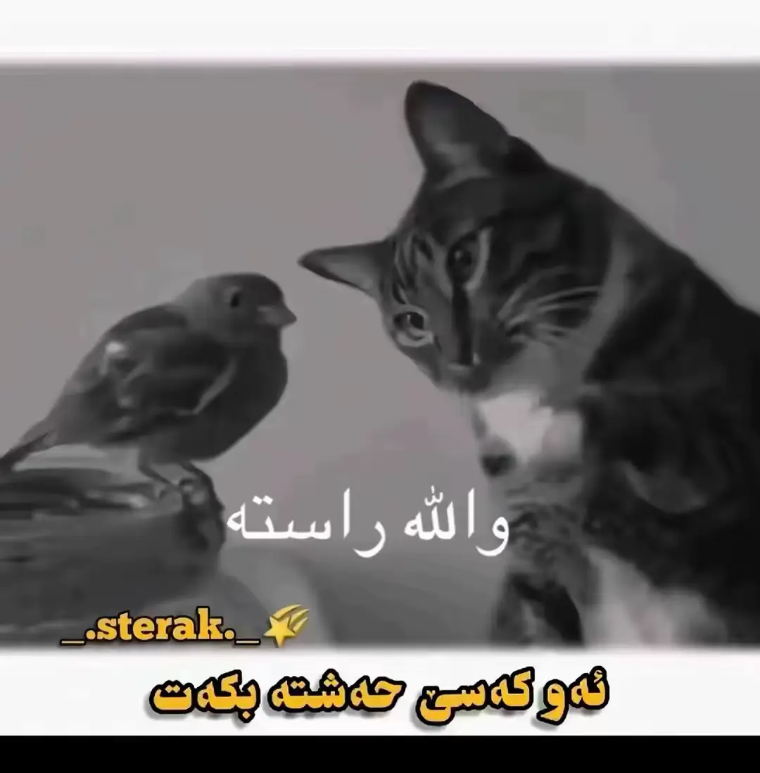 ‎ والله راسته
