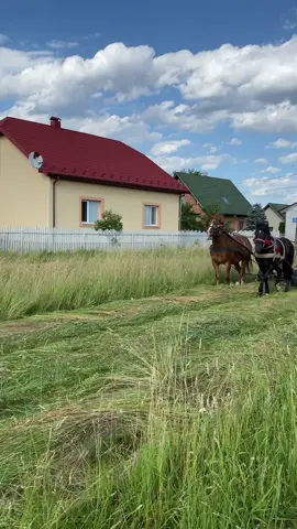 Працюєм 🌾😌#сінокос #сіно #коніваговози #horse #