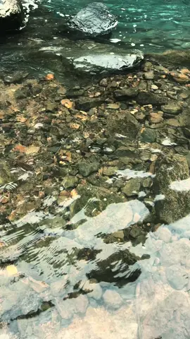 forest or for rest? #curugbogor #telagabirucawene #forest #campcer 