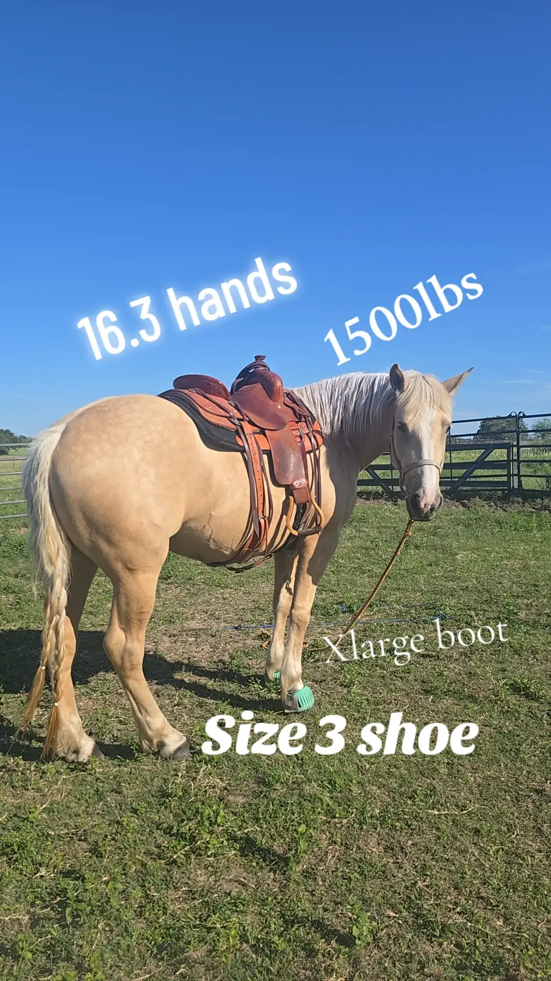 #drafthorse #draftx #draftcross #belgianhorse #bigmama #bigmomma #horsegirlvibes #horsegirl #pinkponyclub #curlyhorse 