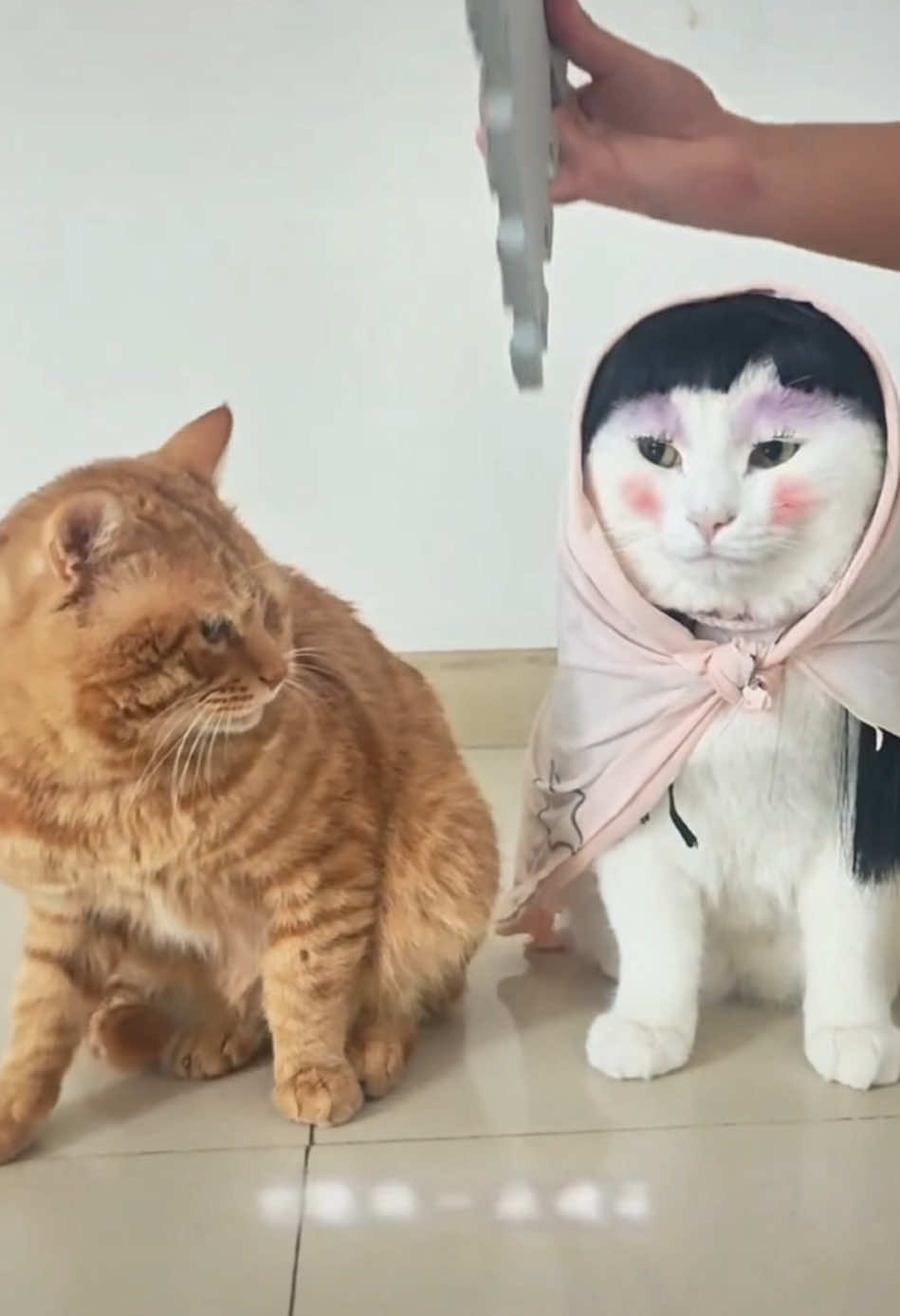 The cat with makeup on can't even recognize its brothers. #cat #meow #catsoftiktok #cats #catlover #cattok #cute #cutecat #cutepets #pet #kittens #kittensoftiktok #kittycat#cuteanimals #PetsOfTikTok #pets #petlover #petlife #funnycat #furryfriends #funnyvideos #fyp#fypage #foryoupage #foryourpage 