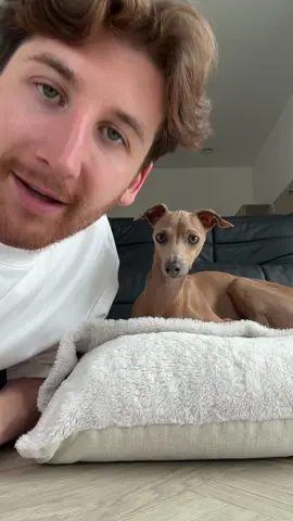 He was NOT impressed 😂 IB: @Angel M Ranch #dog #training #cute #fyp 