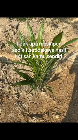 Tanpa campur tanaga orang tua.#verdantselect  #petanimuda #petanisawitindonesia🇮🇩 #petani #sawit #kebunsawit#fyp #foryou 