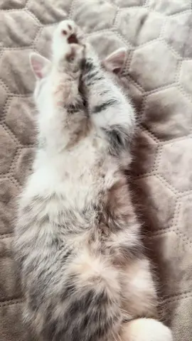 #funnycatsoftiktok😂😂😍cute #kitty #cats #kittens #fyp #catlover #rek #viral #meow #catsoftiktok #viralvideo #funny #foryou #pet #cat #trending #рек #cutecat #cute 