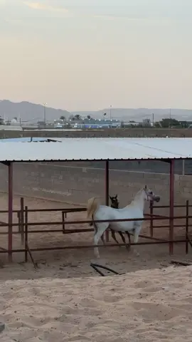 #خيل_وخياله🐎 