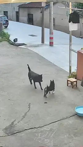 Big dog bullies little dog #Tatcha #dog #funny #funnypets 