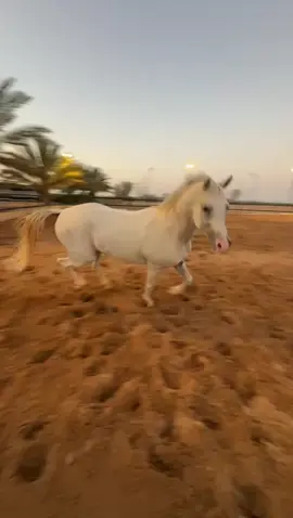 ماشاءالله #التويجري #explore #foryou 