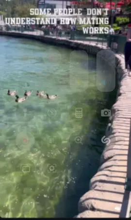 Yelling at ducks is crazy work 🫠🤡 #lakearrowhead 
