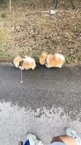 Obstawa 🤝🏽#dog #cutedog #pom #funnydogvideo 