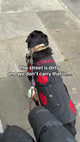 I love this paw cleaner!!! I even use it when he goes to the yard! So easy to use and easy to clean! Excited to make it a routine in our walks. My husky is the one we are convincing that it’s not trying to eat him lol #rottweiler #dog #dogstuff #petcleaning #rottie #petcleaningproducts #dogsoftiktok #dogproducts #dogmom #dogmomlife 