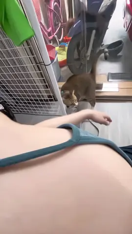 Mèo ngoan gặp gái xinh, ai mà chịu nổi ? #xuhuong #xuhuongreels #fypシ #cute #girlxinh #viral #trending #tobecontinued #gaixinh