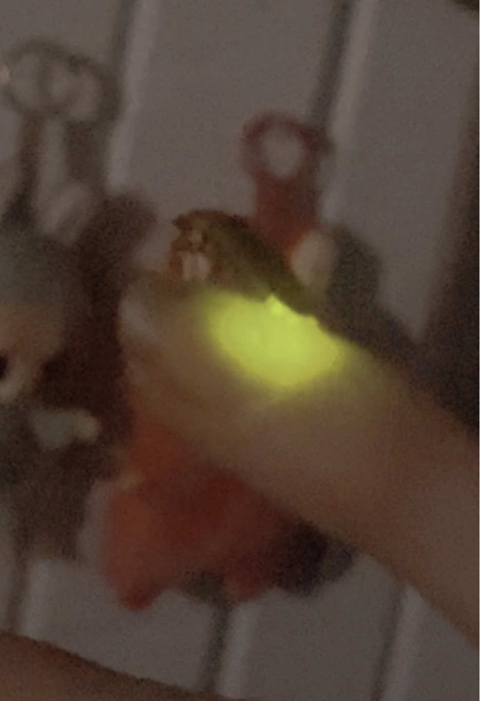 Found this little fella in my room last night (don’t worry, I caught him and brought him outside after). There are so many fireflies this year, and it makes my heart happy. #firefly #fireflies #bugs 