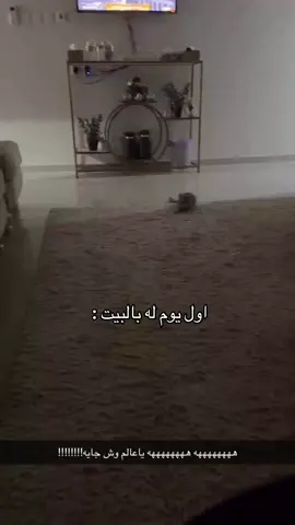 الحين صار عاقل 🏃🏻‍♂️ #Explore #cat #قطوه #MemeCut #😂 #اكسبلورexplore #شليويح #شليويحينهو 