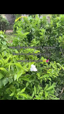 အတွေးမလွန်နဲ့နော်🫶🤍#livephoto #fypage #fyp #tiktokuni #tiktokmyanmar🇲🇲 #trending #စာတို #ရောက်ချင်တဲ့နေရာရောက်👌 #nature #cr7 #trend 