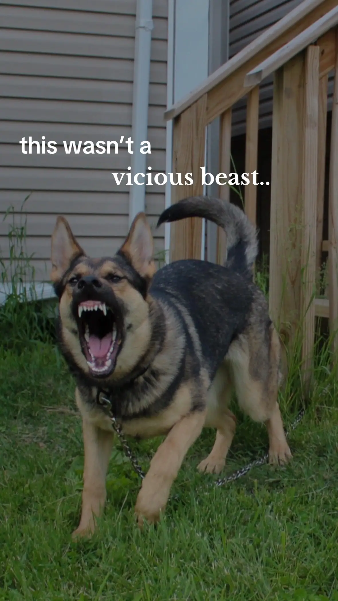 last two photos done by @amber - travel photographer #wildcaughtkipper #kipper #kipperthedog #gsd #germanshepherd #servicedog #sdit #servicedogintraining #psa #bitesports #workingline #workingdog #wlgsd  #mondioring #pots #eds #heds #shutzhund #igp #discdog 