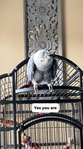 Tell me your bird’s Canadian without telling me… #parrot #funnyparrot #talkingparrot 