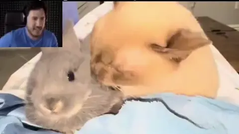 what that the bite of 87 #markipler #biteof87 #cat #rabbit 