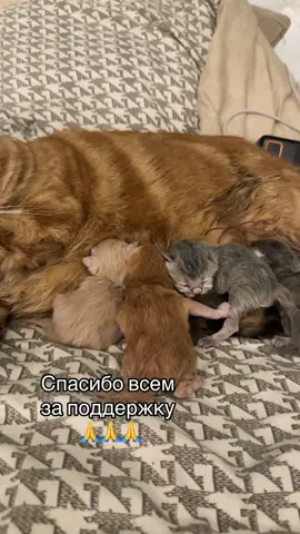#хивряМэрлин #хиврята6 