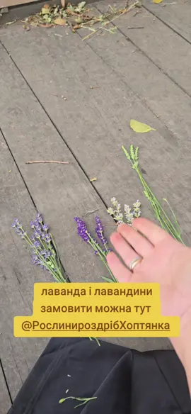 #теплиці #рослиниоптхоптянка #квітиоптхоптянка #квіти #тоєжиттє 