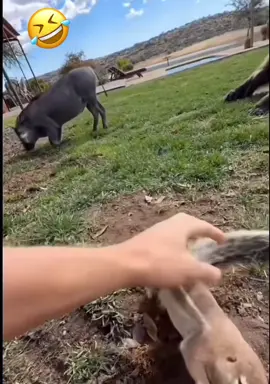 esquilo mais rápido🐿️ #fyp #fastsquirrel #virall #squirrel #freefire #speed #funni #❤️‍🔥❤️‍🔥 #freestyle #fast #🤣🤣🤣 