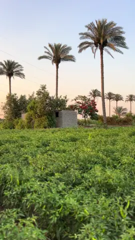#الريف_المصري_وجمالة🌴🌾🌿 