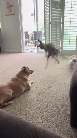 She is her own entertainment 👹 (as well as ours) #italiangreyhound #dogsoftiktok #PetsOfTikTok #dogs #fyp #zoomies 