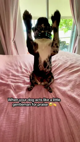 He does this little sit-up thing just to hear me say “good boy” and honestly? Same. #FrenchieLife #Frenchie #DogTricks #GoodBoy #DogTok #IndyTheFrenchie #RadRachelle #DogsOfTikTok 