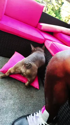 Nep said he need that @Chan Lundy somebody bring this man a gf please #frenchiesoftiktok #fyp #fypシ #ineedthat 