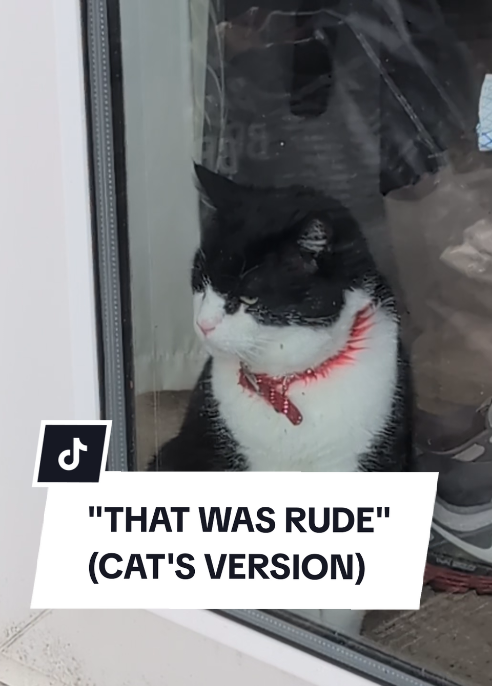 sorry VV you cannot have the barbecue #cat #thatwasrude #cattok 