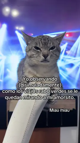 Miau miau #gato #gatos #gatitos #gatostiktok #michi #michis #felinos #cat #catsoftiktok #catlover #mascotas #humornegro #risa #tendencia 