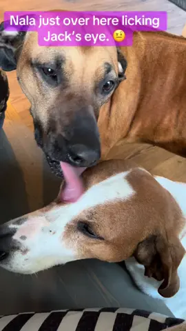 Eye licker. 👀 #zekesbarkery #fyp #welovedogs #rhodesianridgeback #hound #houndsoftiktok #weirddog #weirddogs 