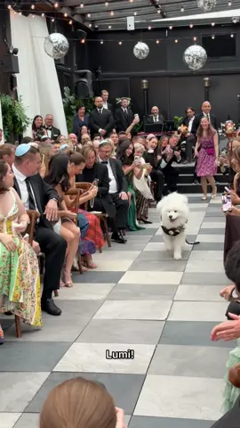 Lumi’s big moment 🥹 #wedding #ringbearer #samoyed #dogsoftiktok 
