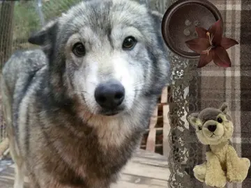 i have that wolf stuffed animal😚 #wolf #wolves #cutie #cuteanimals #adorableanimals #me #thisismebtwifyouevencare #moodboard #fyp #fypシ 