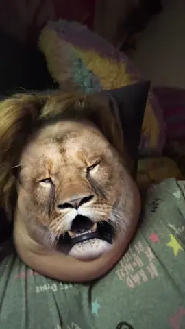 Lion king #fy #fyp #fypシ #100k #100kfollowers #fypシ゚viral #fypage #viral #viralvideo #funnymoments #sharethisout #hello #friends #followme #4u #tiktok #fun #viraltiktok #viral_video #lionking 