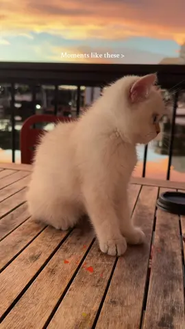 Just a happy lil guy 🥺💙 #britishshorthairedkitten #kittiesoftiktok #kitties 