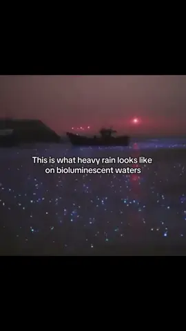 This is what heavy rain looks like on bioluminescent waters