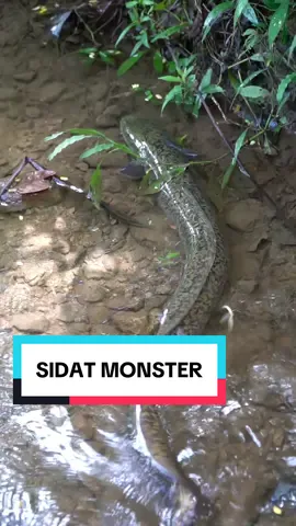 Kalo disini namanya lubang atau sidat, kalo didaerah kalian namanya apa #petualangan #berburu #sidat #lubang #survival #hewanliar #sungai