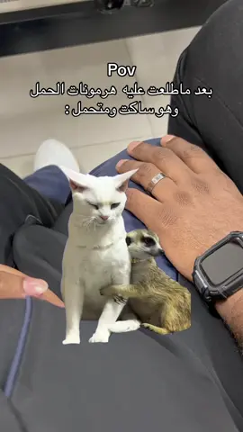 #MemeCut #memecut #Meme #MemeCut #fyp #fypシ #حوامل #الشعب_الصيني_ماله_حل😂😂 #هههههههههههههههههههههههههههههههههههههه #زوجي #ترند #مشاهير_تيك_توك #هرمونات #حوامل_الشهر_التاسع #زوجي_دنيتي_وكل_حياتي #اكسبلورررررررررررررررررررر💥🌟💥🌟💥💥🌟🌟🌟🌟🌟 