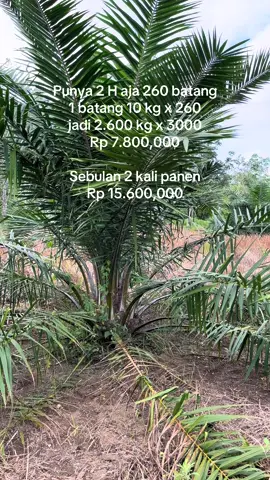 Itu sih yg enaknya aja😂                   #storysawit #petaniindonesia #sawittiktok🌴🌴🌴 #fyp #foryou #xyzbca 