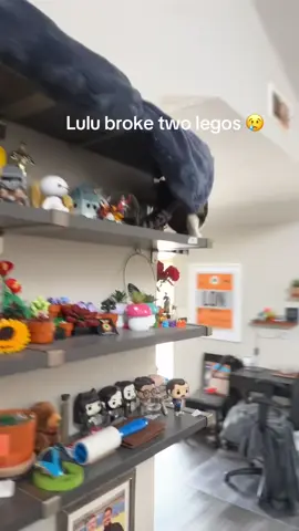#cat #cattok #lulu #lego #pettok 