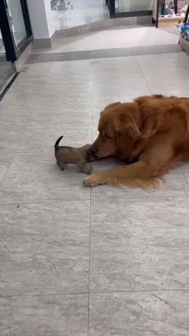 Big dog bullies little dog #dog #pet #animals #usa🇺🇸 #foyou 