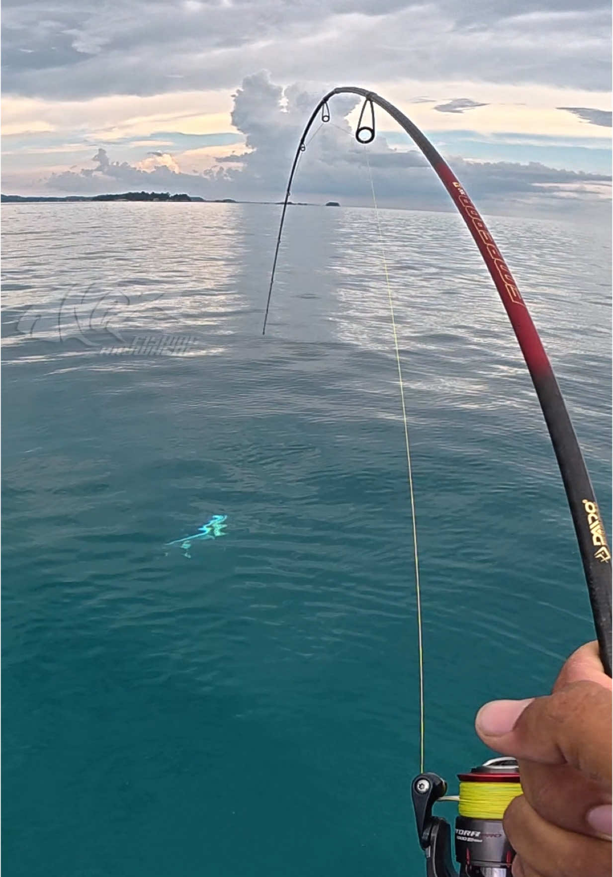 Menjeritt kencang bro, emng ikan ini tenaganya luar biasaa 😱😱 #fishing #mancing #livebaitfishing 