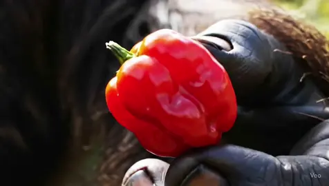 Bigfoot eats a habanero🥵#fypシ #habanero #spicy #bigfoot #cow #ai #blowthisup #googleveo3