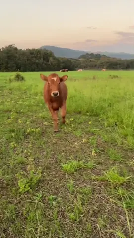 Cow is dancing #cow #funny #viral #fyp #dance 