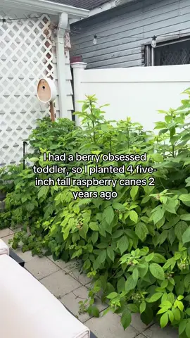 And I didn’t even pay for them, I just dug them up from my moms backyard and now they’re taking over 😅 gonna be eating fresh raspberry jam all summer #mom #momlife #momof2 #homesteading #homestead #garden 