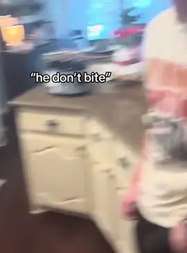 He don’t bite #dog #funnydog #dogs #funnyvideos #fyp 