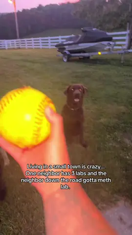 I wish I was slightly kidding … #Summer #dogs #labradorretriever 