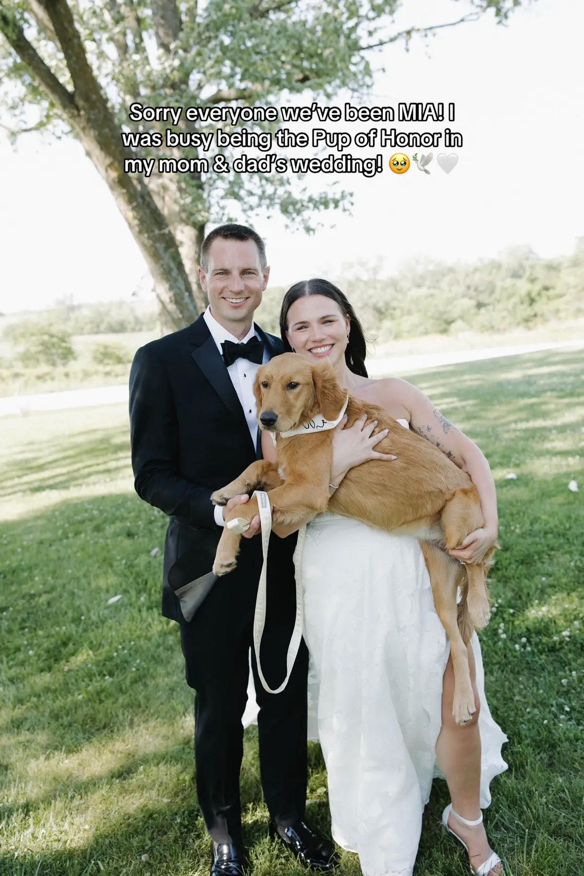 Jimmy was there in spirit, he just doesn’t like strangers and big crowds so he was busy hanging with his German Shepherd Girlfriend 😂 #goldenpuppy #goldenretrieverpuppy #wedding #weddingtiktok #dogsinweddings 
